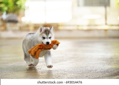 Siberian Husky Puppy, Puppy Playing With Doll