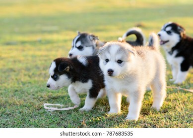 Siberian Husky puppy playing on the grass with sunset