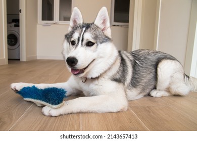 a siberian husky puppy with a red collar, playing and biting the brush of a blue broom on a wooden floor with a white background. posing like a sphinx - Powered by Shutterstock