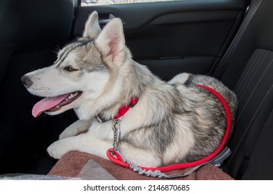 a siberian husky puppy with a red collar, his tongue hanging out while panting, in the back seat of a car