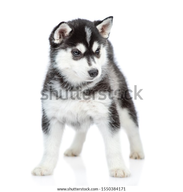 シベリアン ハスキーの子犬が正面に立ち カメラを見ている 白い背景に の写真素材 今すぐ編集