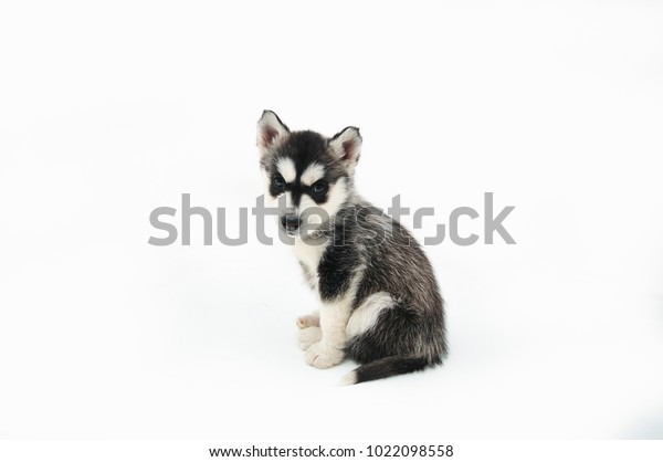 Siberian Husky Puppy Studio Photos Stock Photo Edit Now 1022098558