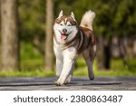Siberian Husky red male outdoors