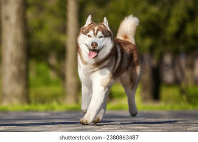 Siberian Husky red male outdoors