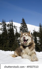 Siberian Husky resting on the snow in the forest.