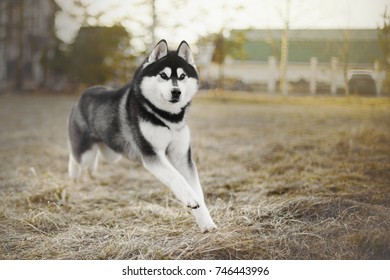 Siberian Husky Running