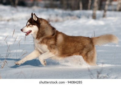 Siberian Husky Running In The Snow