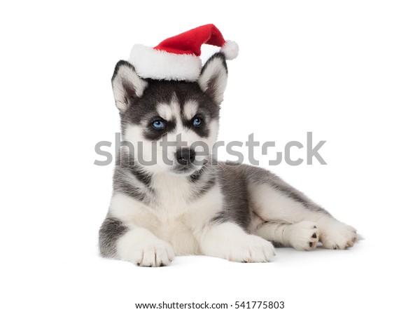 husky with santa hat