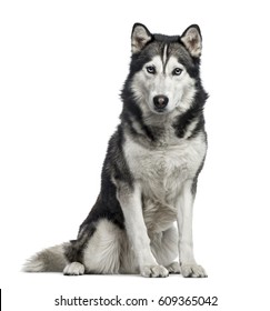 Siberian Husky sitting, 4 years old , isolated on white