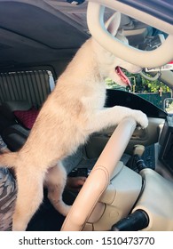 Siberian Husky Is Sitting In A Car