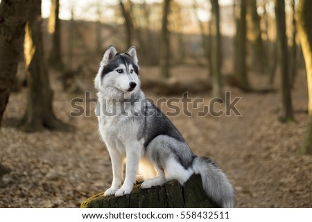 Siberian husky is sitting on the tree in spring forest