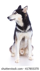 Siberian Husky Sitting On A White Background