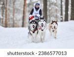 Siberian husky sled dog racing. Mushing winter competition. Husky sled dogs in harness pull a sled with dog driver.