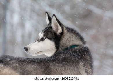 Siberian Husky Sled Dog Standing In A Snow Storm