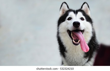 Siberian Husky smile