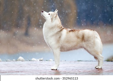 Siberian Husky In The Snow