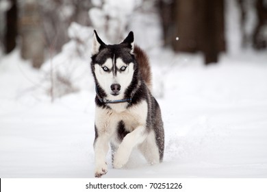 Siberian Husky In The Snow