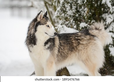 are huskies related to arctic wolves