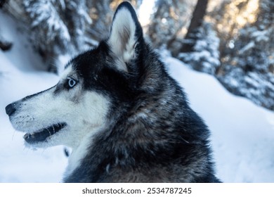 A Siberian Husky stands in a snowy landscape, gazing out at the breathtaking scenery. - Powered by Shutterstock