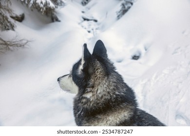 A Siberian Husky stands in a snowy landscape, gazing out at the breathtaking scenery. - Powered by Shutterstock