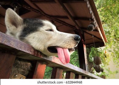Siberian husky so tried, Dog lying tongue out because heat stroke on hot day.