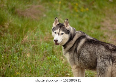 1000 Chien Loup Stock Images Photos Vectors Shutterstock