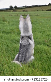 siberian husky watching forward - wolf on the back