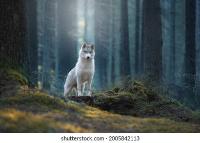 Siberian Husky in the winter landscape
