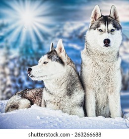 Siberian Husky In Winter Mountains