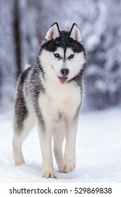 Siberian husky wolf dog in winter forest outdoor on the snow