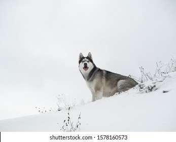 185 Arctic wolf side view Images, Stock Photos & Vectors | Shutterstock