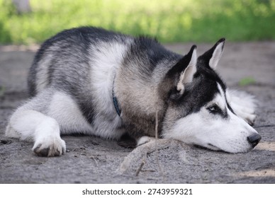 A Siberian Husky, wolf-colored, lying down, looking away.