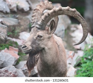 Siberian Ibex