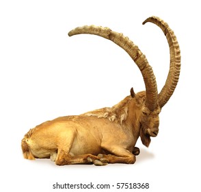 Siberian Ibex Capra Sibirica