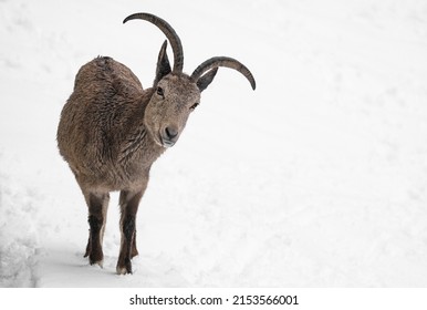 Siberian ibex (Capra sibirica) in winter.