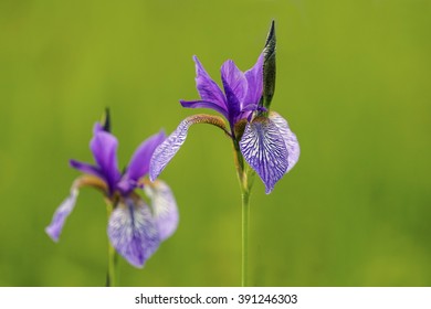 Siberian Iris