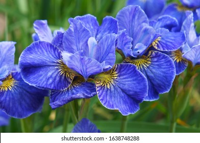 Siberian Iris Riverdance Blue Flowers In Garden