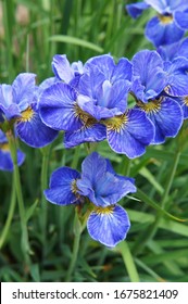 Siberian Iris Riverdance Blue Flowers In Garden Vertical