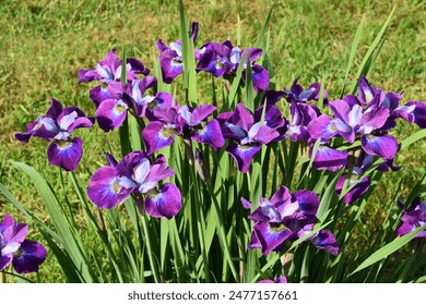 Siberian irises (Iris sibirica) variety ‘Contrast in Stile’ bloom with purple colored flowers, close-up