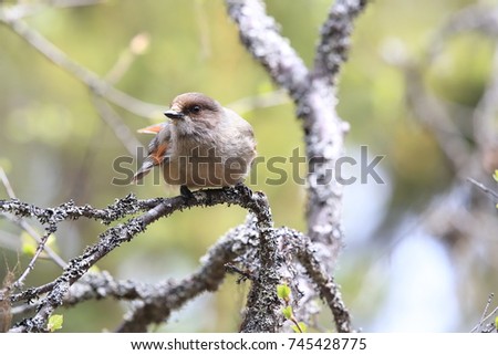 Foto Bild Eichelhäher im Nadelbaum