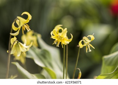 Siberian Kandyk, Erythronium Revolutum Pagoda
