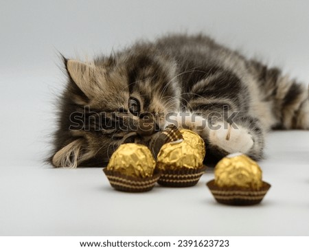 Siberian kitten and chocolate pralines Stock photo © 