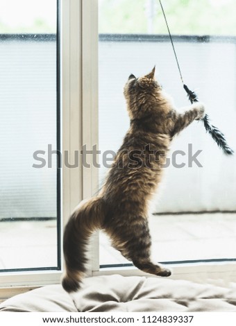 Playing cat at the window