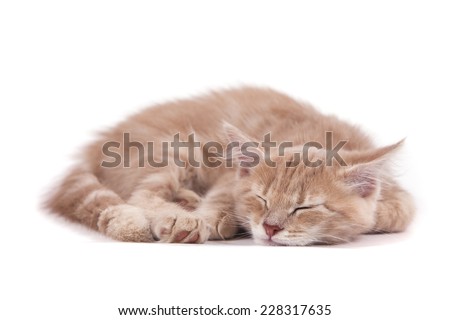 Siberian kitten on white background. Cat sleeps.