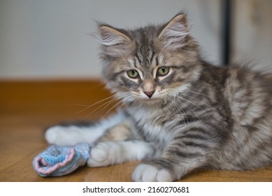 Siberian Kitten Playing With Socks. Puppy Cat, Hypoallergenic Cat. Long-haired Cat.