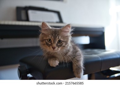 Siberian Kitten Resting On The Piano Chair. Fluffy Cat. Hypoallergenic Cat.