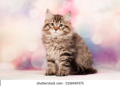 Siberian kittens beautiful - Shutterstock ID 1106969375