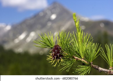 Siberian Larch Cones In The Mountains