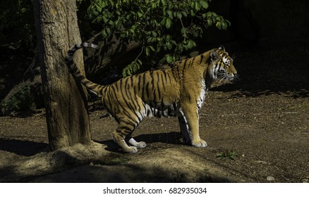 Siberian Male Tiger Sprays Pee To Mark His Territory