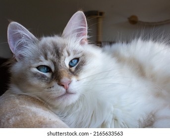 Siberian Neva Masquerade Kitten Blue Eye's